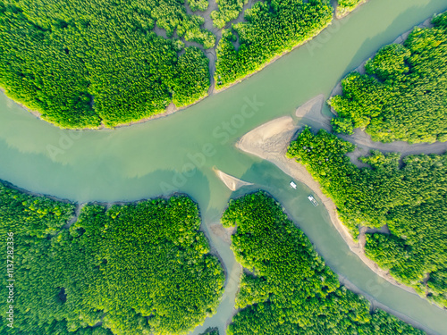Amazing abundant mangrove forest,Aerial view of forest trees Rainforest ecosystem and healthy environment background,Texture of green trees forest background