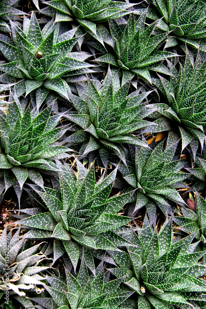 Fototapeta premium Aloe Aristata, Green leaves foliage plant bush nature, green leaves background