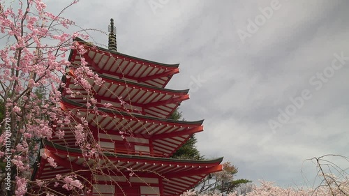 赤い五重塔と枝垂桜、春の新倉山浅間神社、固定撮影