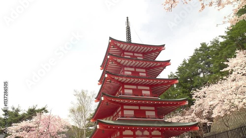 コピースペースのある赤い五重塔と散る桜の花びら、春の新倉山浅間公園、固定撮影