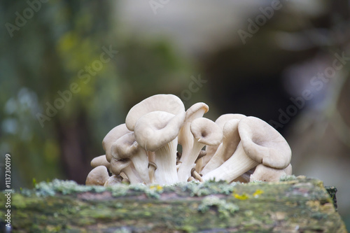 Stunning Oyster Mushrooms on Natural Wood