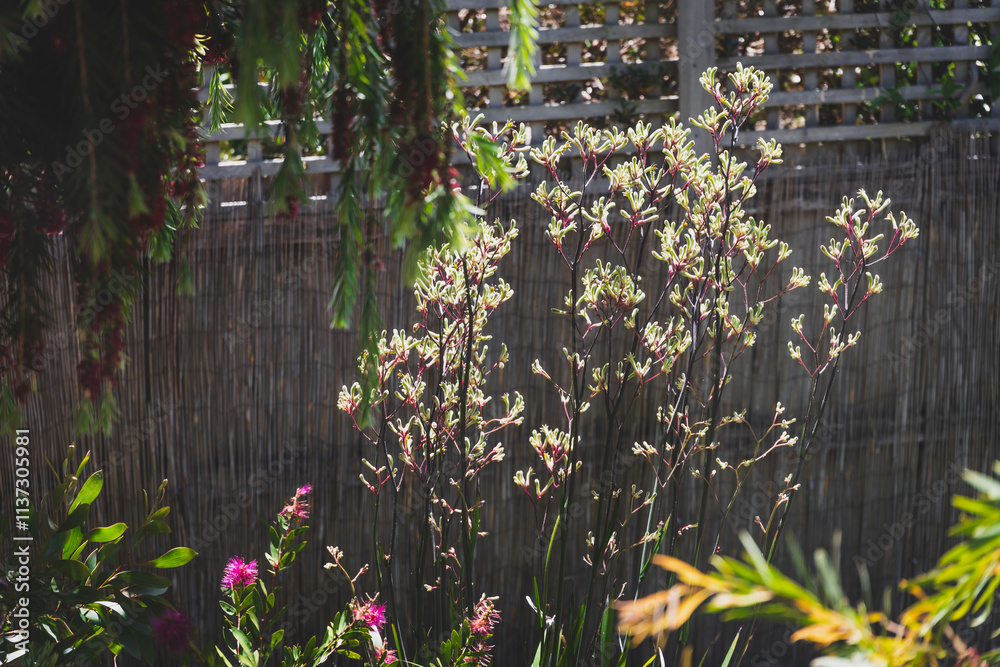 Obraz premium native Australian yellow kangaroo paw plant aka Anigozanthos shining in the golden light