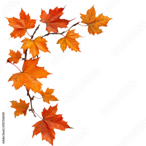 Autumn maple leaves arranged on a transparent background showcasing vibrant orange hues, autumn maple branch leaves corner edge transparent background