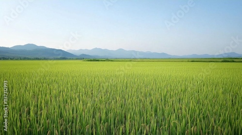 Lush green rice field under a clear sky with distant mountains.