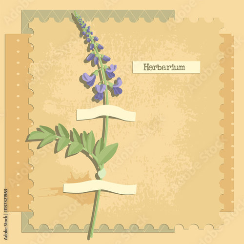 vector collage with flower, galega , creative composition, herbarium imitation. dried wild plants