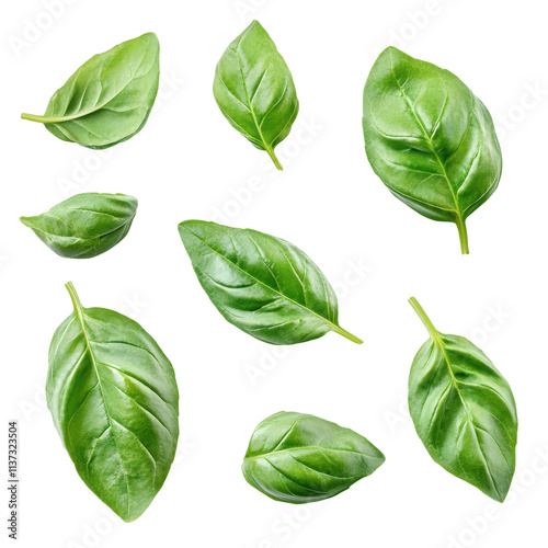 Fresh basil leaves isolated on a clean transparent background for culinary use and presentation, basil leaves isolated on transparent background