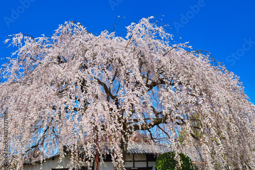 Fotografía 京都　青空に映える本満寺の枝垂れ桜（枝垂桜）コピースペースあり（日本京都府京都市） Kyoto - Weeping cherry blossoms (shida