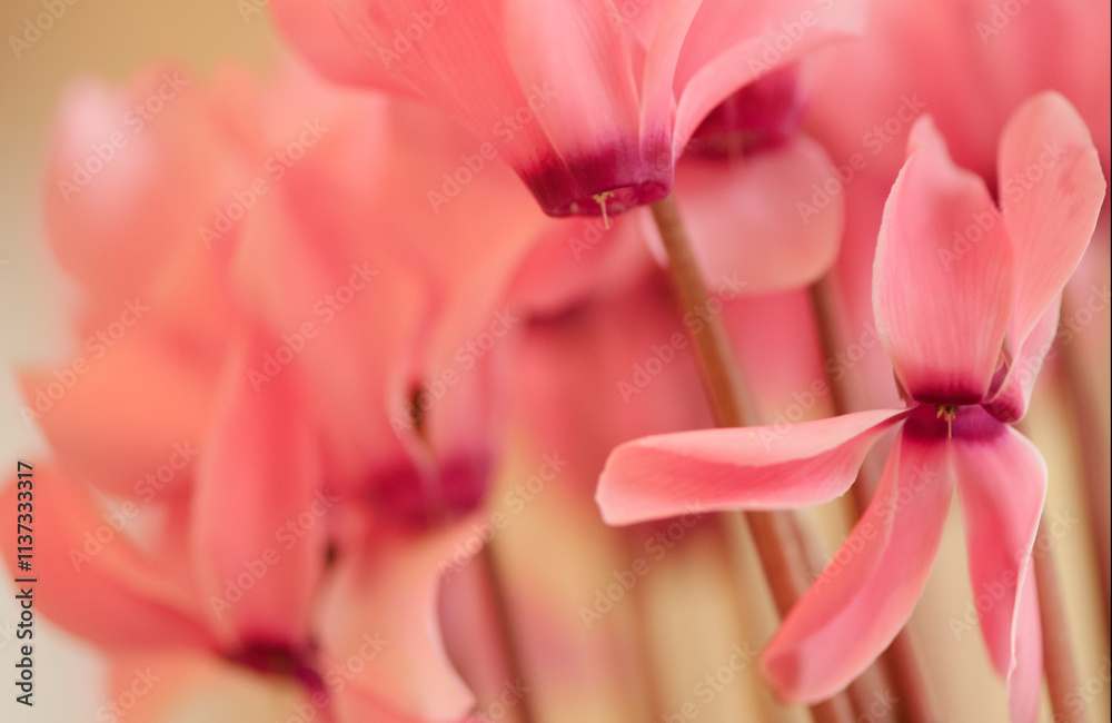 Fototapeta premium Pink Cyclamen Houseplant in Bloom. Cyclamen hederifolium