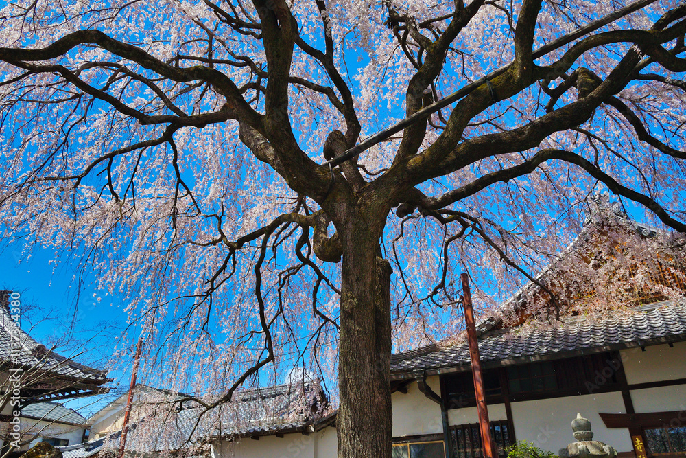 京都　青空に映える本満寺の枝垂れ桜（枝垂桜）（日本京都府京都市） Kyoto - Weeping cherry blossoms (shidazakura) at Honmanji Temple against the blue sky (Kyoto City, Kyoto Prefecture, Japan)