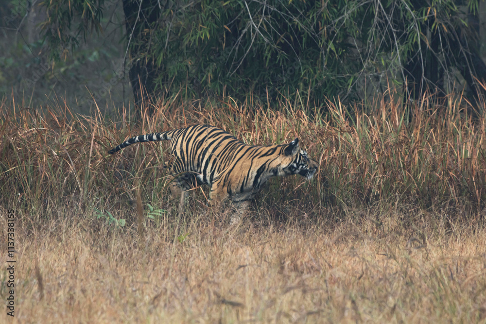 Fototapeta premium Tiger in the grass