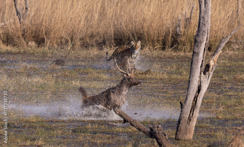Tiger chasing a deer