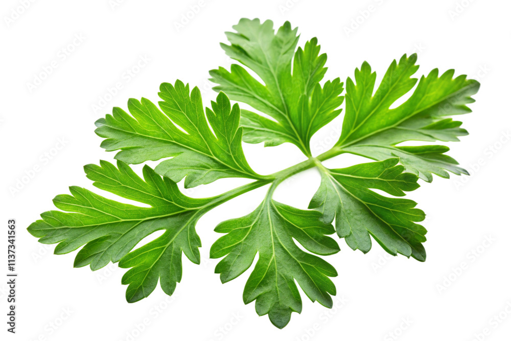 parsley isolated on white background parsley isolated on white background