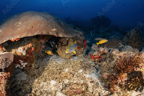 Indian Ocean oriental sweetlips fish photography in deep sea in scuba dive explore travel activity underwater with coral reef background landscape in Andaman Sea, Thailand photo