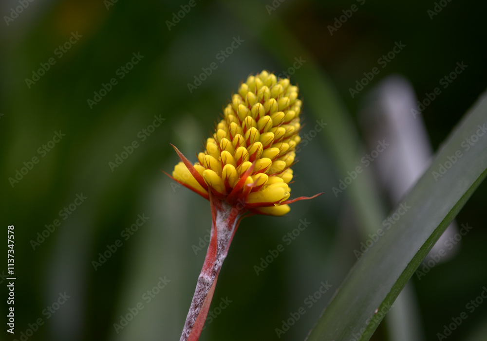 エクメア・カリクラタ