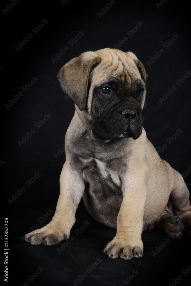 bullmastiff puppy isolated on black background bullmastiff puppy isolated on black background