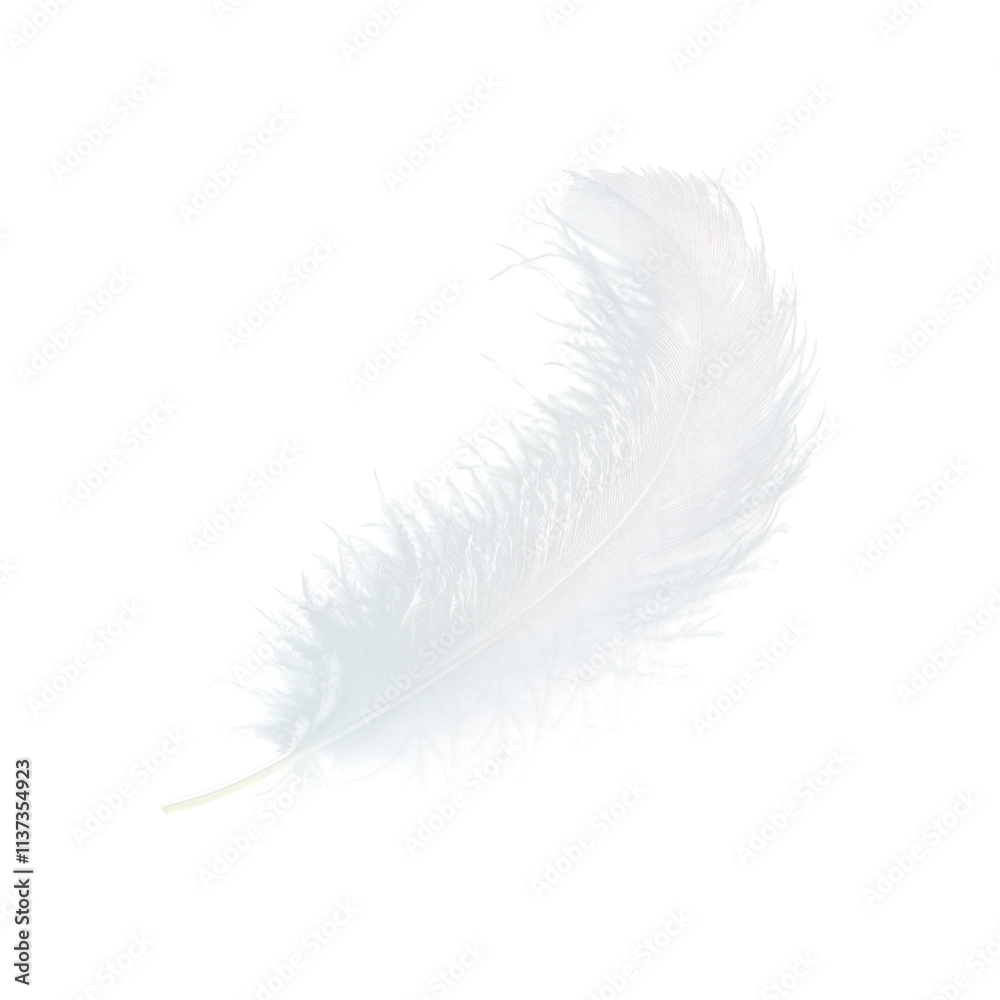 white swan feather isolated on transparent background white swan feather isolated on transparent background