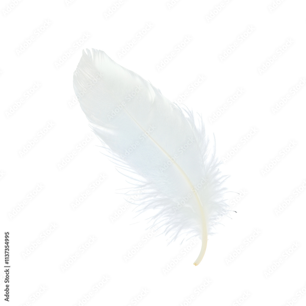Obraz premium White feather isolated on transparent background