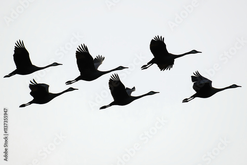 Silhouette of birds flying in V formation against clear sky, graceful cranes migrating in unison, nature wildlife concept, aerial avian movement, peaceful and natural bird flight