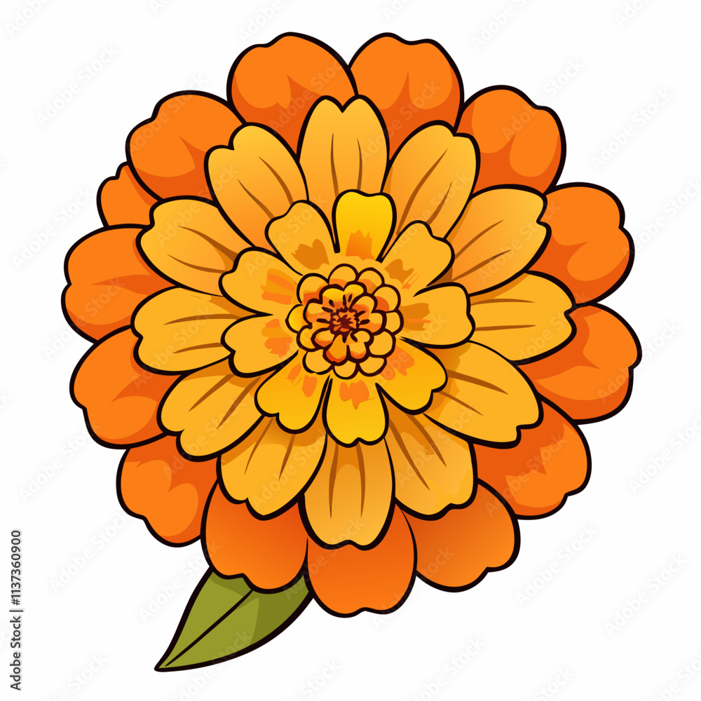 flower of calendula flower of calendula