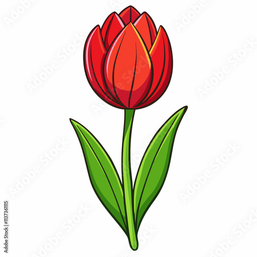 three tulips