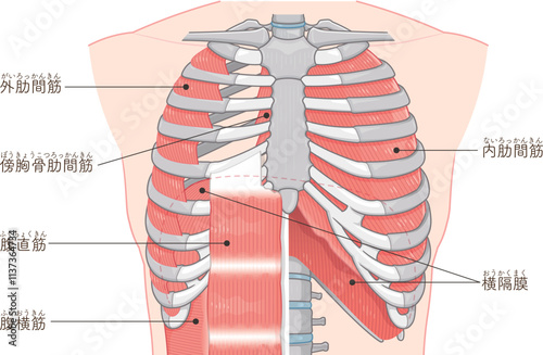 呼吸補助筋のイラスト・Respiratory accessory illustration