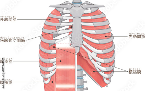 呼吸補助筋のイラスト・Respiratory accessory illustration
