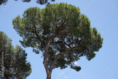 Pinus pinea