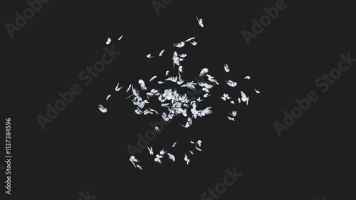Butterflies animation on transparent background