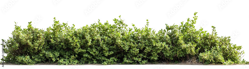 Beautiful Garden Bushes Isolated on Transparent Background Beautiful Garden Bushes Isolated on Transparent Background