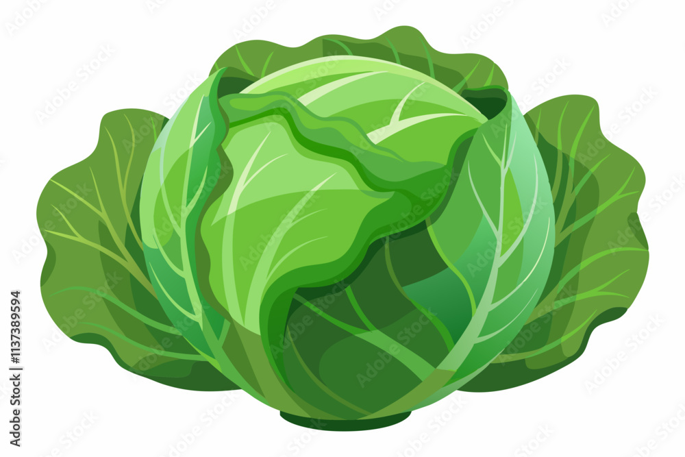 Obraz premium fresh cabbage vector illustration