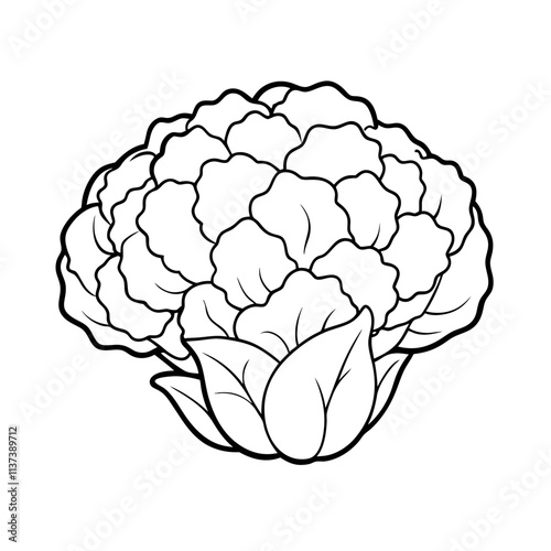 cauliflower line drawing vector illustration