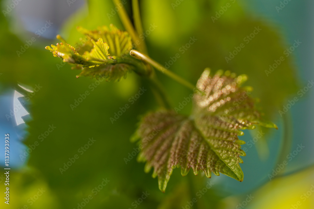 Wine leaf in close up view during Spring season Wine leaf in close up view during Spring season