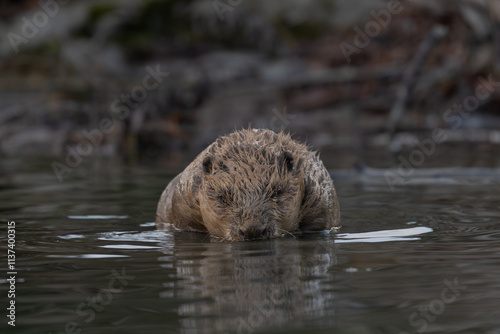 Ein kräftiger Biber im Wasser