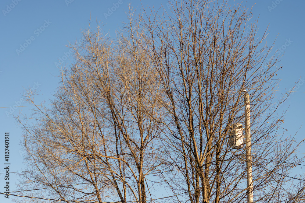 branches against sky with power pylon branches against sky with power pylon