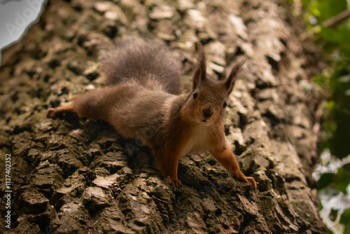 Niedliches Eichhörnchen klettert am Baum
