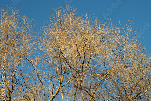 tree branches in the winter sunshine