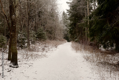 Canvas Print Forest