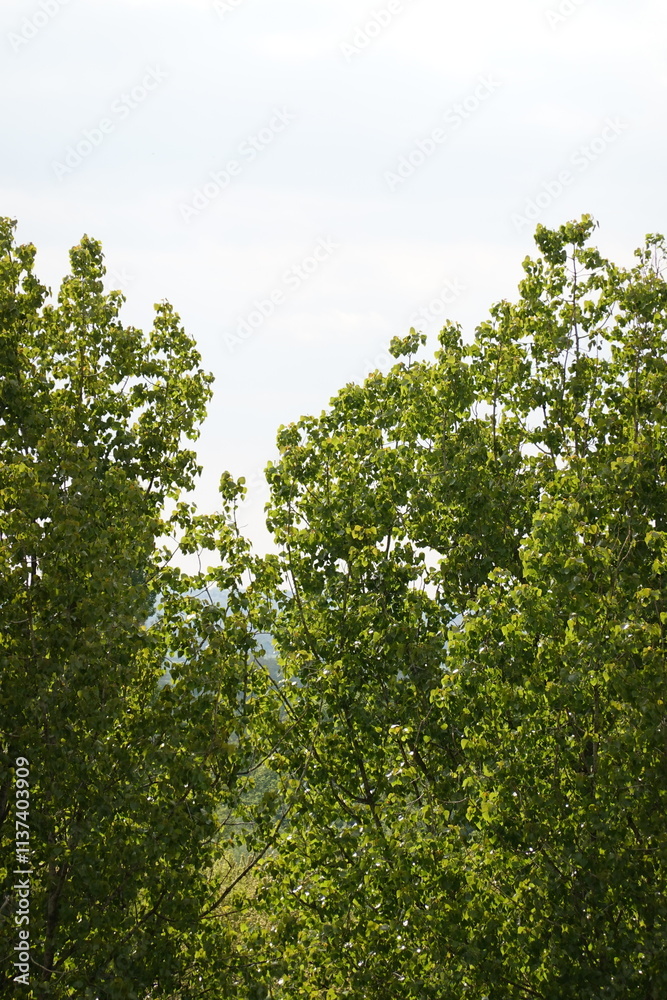 Fototapeta premium tree leaves in spring
