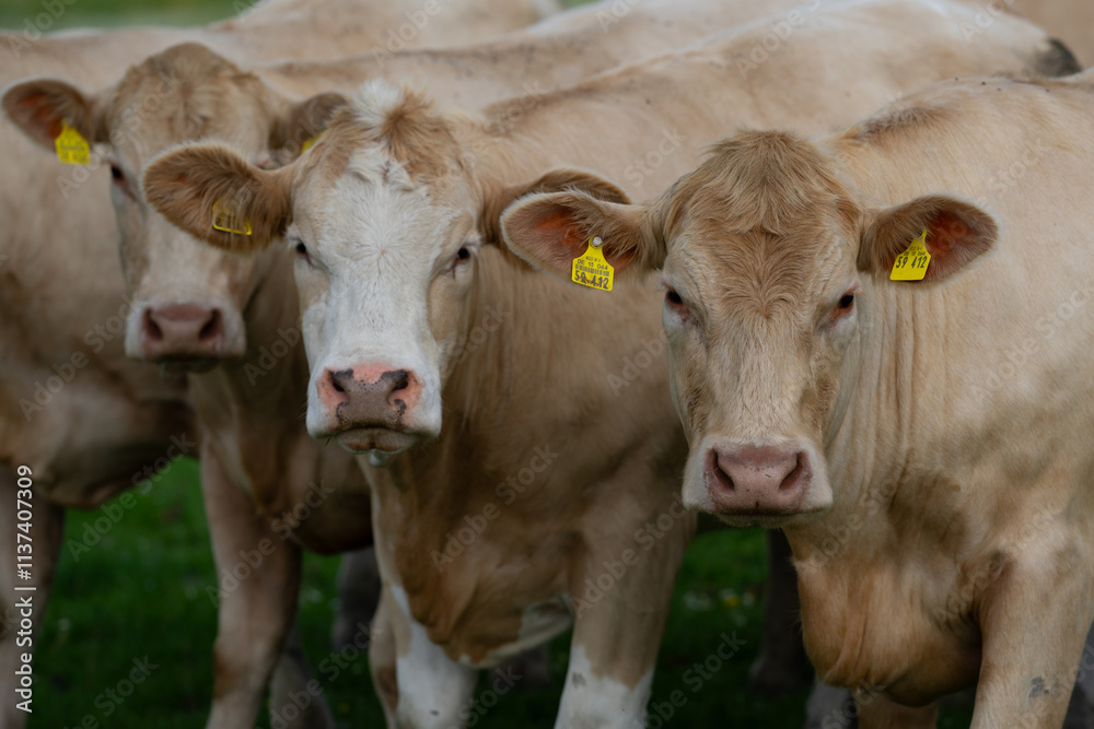 Dairy cows. Cow at meadow. Cattle in grass field. Cow in grassy pasture. Cow pasture outdoor. Cows graze on summer meadow. Rural landscapes with cows. Cows in pasture. Cattle cow grazing on farmland. Dairy cows. Cow at meadow. Cattle in grass field. Cow in grassy pasture. Cow pasture outdoor. Cows graze on summer meadow. Rural landscapes with cows. Cows in pasture. Cattle cow grazing on farmland.