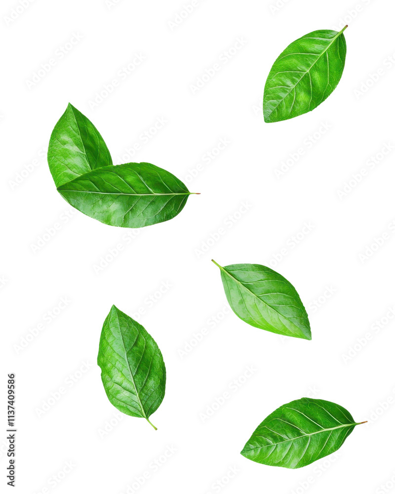 Fresh green leaves scattered on a black background. Fresh green leaves scattered on a black background.