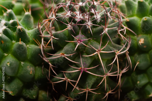 Two cacti with brown tips and a green center photo