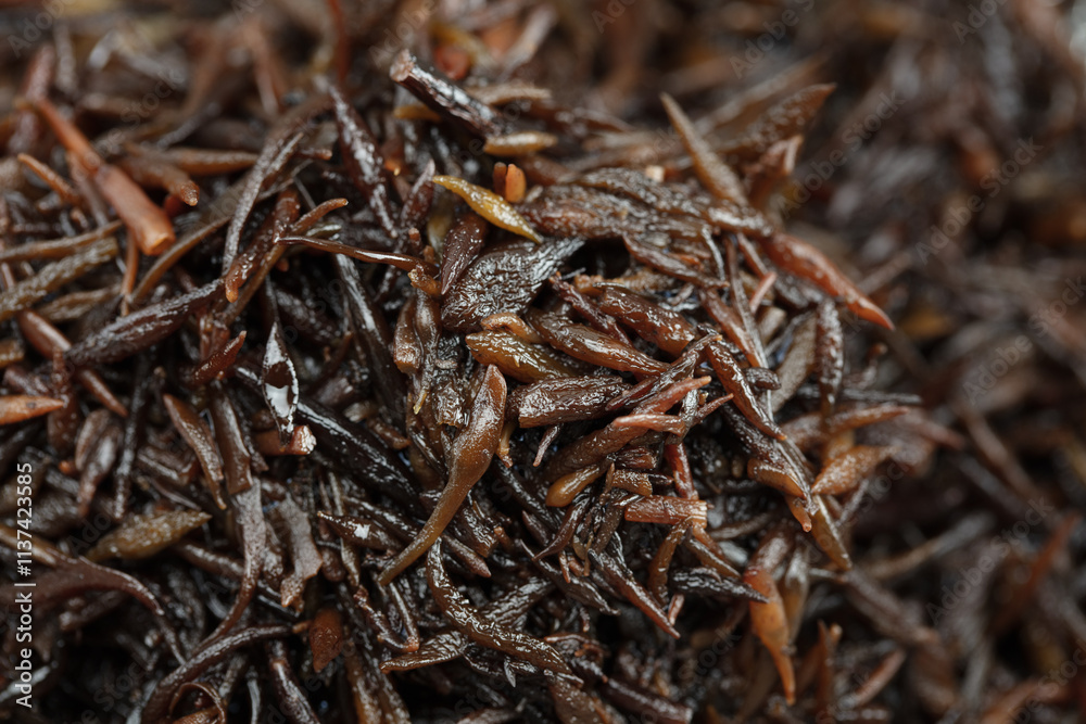 Hijiki. Hijiki seaweed (Sargassum fusiforme) an ocean harvested sea vegetable that growing on the wild rocky coastlines of Asia. Hijiki. Hijiki seaweed (Sargassum fusiforme) an ocean harvested sea vegetable that growing on the wild rocky coastlines of Asia.