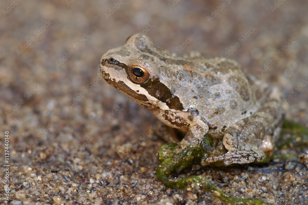 Closeup on a lightbrown Pacific tree frog, Pseudacris regilla sitting on the ground Closeup on a lightbrown Pacific tree frog, Pseudacris regilla sitting on the ground
