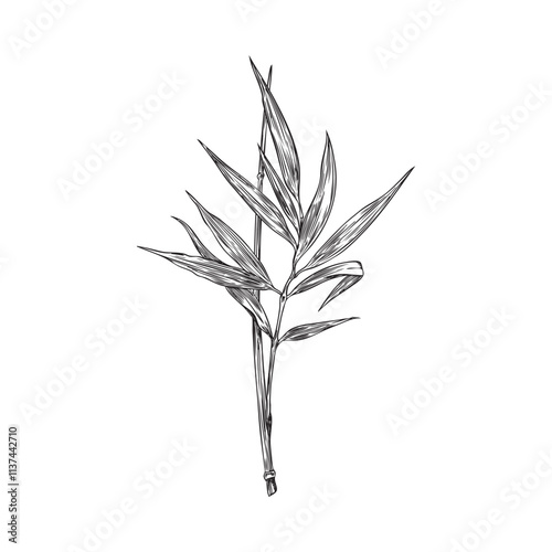 Bamboo leaves on branch engraved sketch, vector hand drawn Asian nature floral element, East forest plant foliage twig