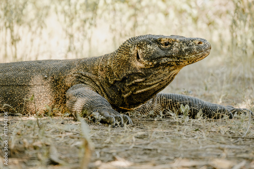 Komodo Dragon