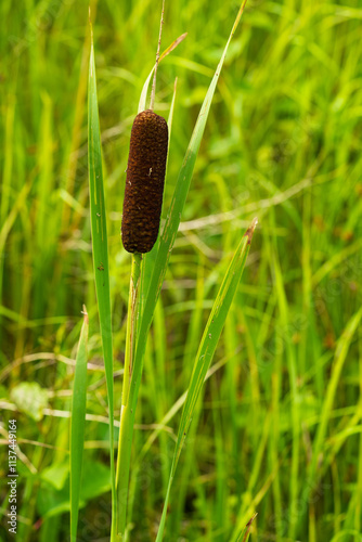 Single brown cattail reed standing tall among vibrant green marsh grass. Close-up nature photograph of mature Typha latifolia seedhead in natural wetland habitat