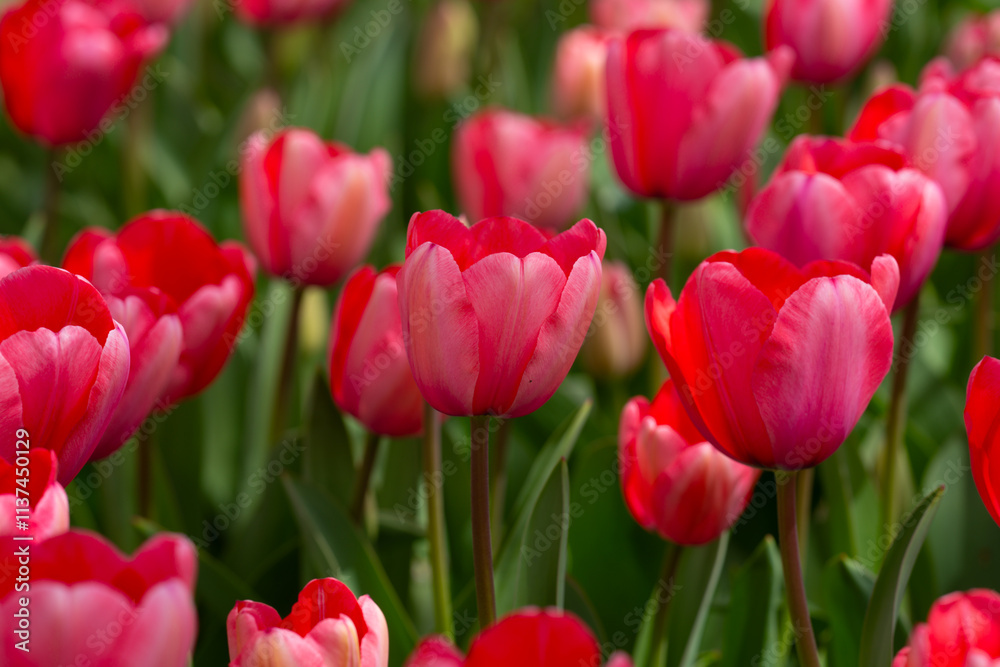Tulips in a vibrant spring field in the Netherlands. Blooming spring flowers. Tulips flower in garden. Spring flowers blooming in the garden. Field of tulips. Spring flowers.