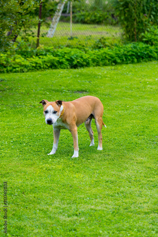 Purebred American Staffordshire Terrier posing in a garden setting. Athletic tan Amstaff dog with white markings standing on manicured green grass Purebred American Staffordshire Terrier posing in a garden setting. Athletic tan Amstaff dog with white markings standing on manicured green grass