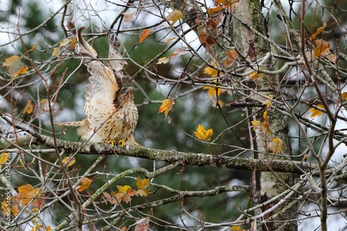 Hawk perched among autumn branches in a forest.