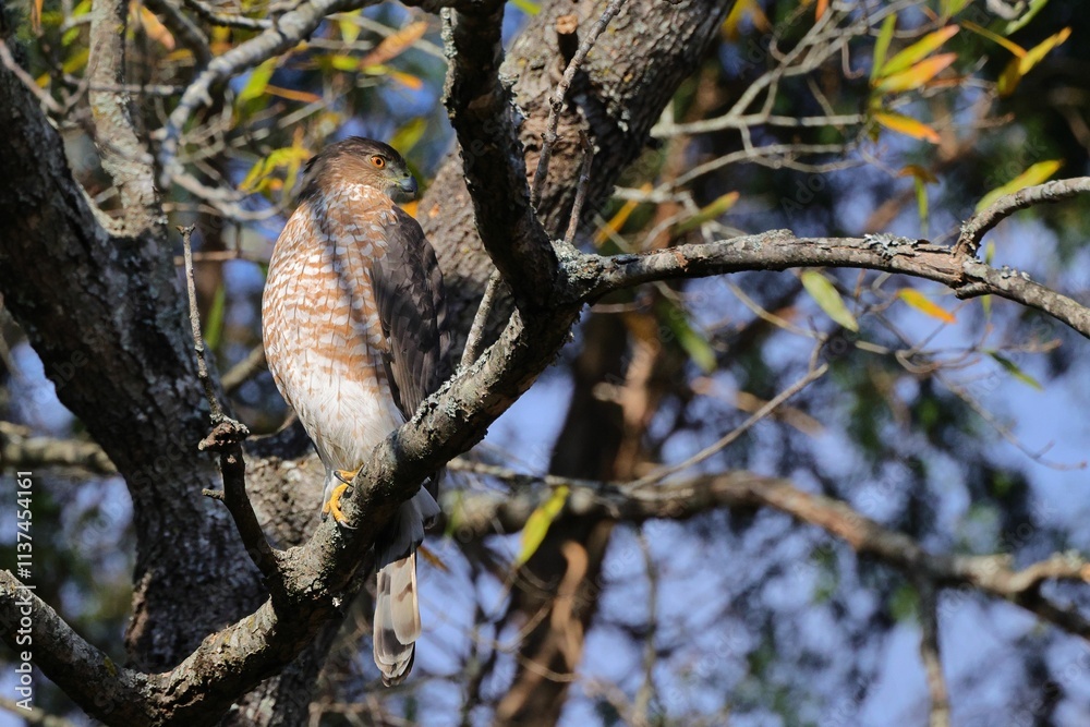 Obraz premium Hawk perched on tree branch in forest.